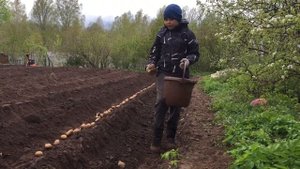 Посадка картофеля в Ленинградской области
