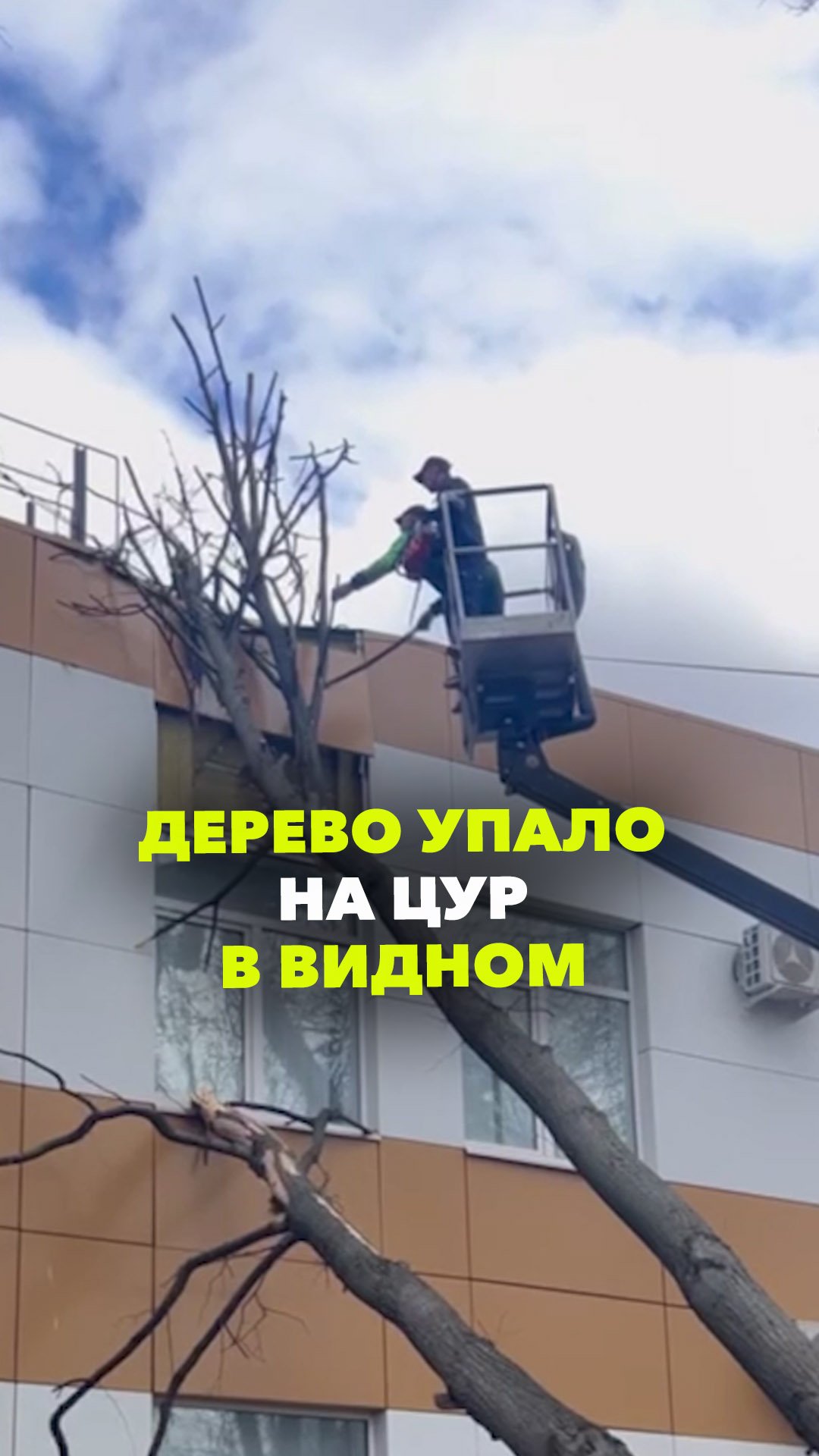 Из-за сильного ветра дерево упало на здание ЦУР в Видном