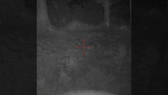 Night Pearl Felis Digital Day and Night Scope смотреть онлайн