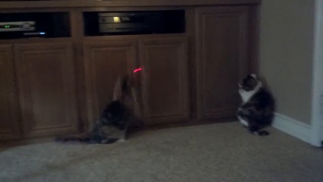 Cat-Laser-Pong смотреть онлайн