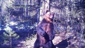 ID3067/Висимский заповедник/Медведь Ферапонт танцует диско