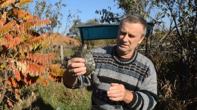 Красноухая кусачка. смотреть онлайн