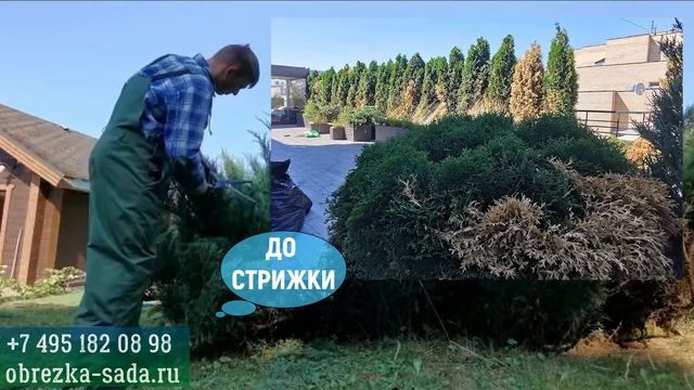 Обрезка хвойных деревьев и кустарников на даче смотреть онлайн