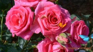 Роза чайно-гибридная Паваротти (rose) ? роза Паваротти обзор: как сажать саженцы розы Паваротти