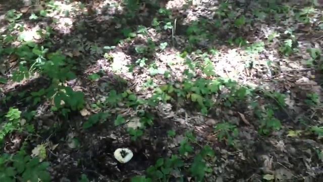 Грибы / Грузди /подберезовики/ волнушки/ маслята/подосиновики/ много грибов/ где собирать смотреть онлайн