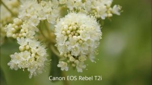 Canon Comparison: Powershot SX260HS VS EOS Rebel T2i