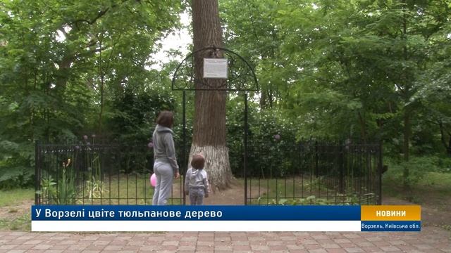У Ворзелі цвіте тюльпанове дерево смотреть онлайн