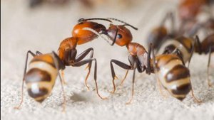 содержание вида Camponotus nicobarensis