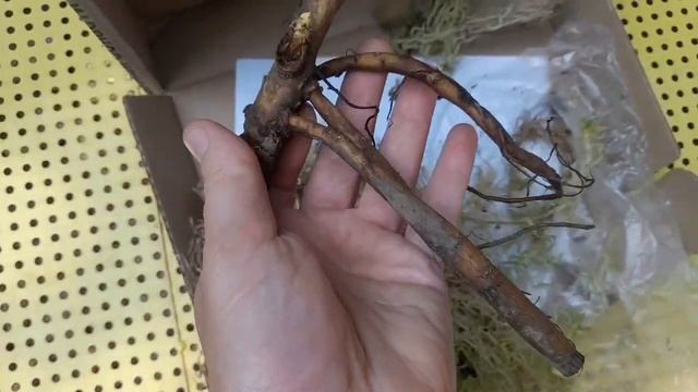 Посылка с пионом от Вероники Поливкиной 2023. смотреть онлайн