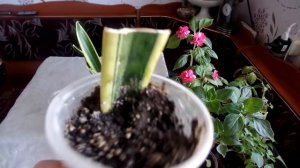 Размножение сансевьерии (сансевиера, сансивьерия, Sansevieria) тремя способами . Продолжение.
