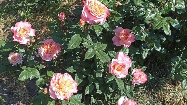 Августа Луиза - роза, коронованная любовью #саженцыроз #розы #августалуиза #розытантау смотреть онлайн