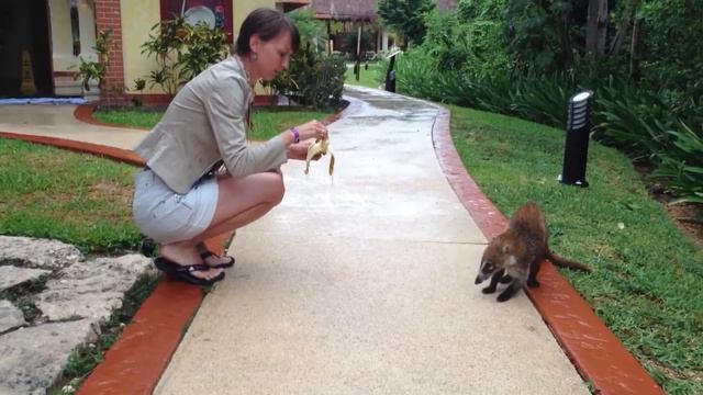 Муравьеды в Мексике. смотреть онлайн