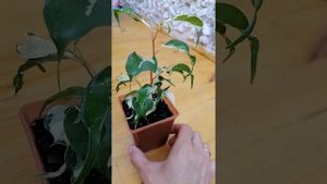 Фикус Кёрли на авито