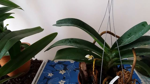 Ορχιδεα Ρινχοστιλης( Rhynchostylis gigantea).Πόσο καιρό ανθίζει? смотреть онлайн