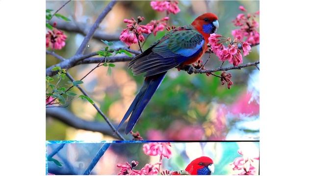 Разбор работы ученика. Попугай с цветочками. смотреть онлайн