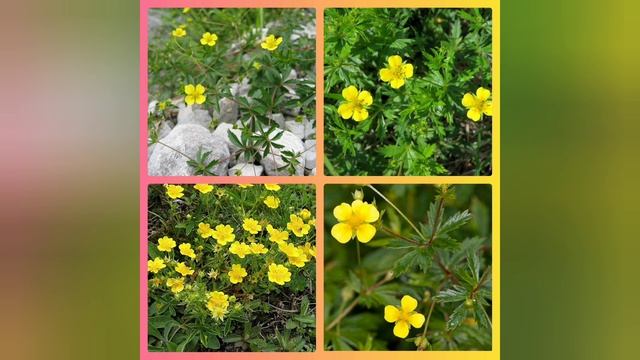 ЛАНДЫШ майский и ЛАПЧАТКА прямостоячая. Полезные свойства растений. смотреть онлайн