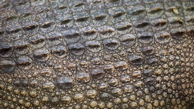 Крокодил против льва. Кто победит? смотреть онлайн