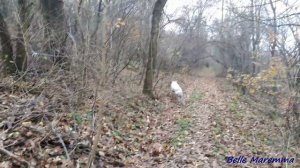 Прогулка с Мареммой у озера в лесу.Walk with Maremma near the lake in the forest.