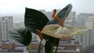 Anthurium Scherzerianum Amaretti | Антуриум Шерцера Амаретти | растение Мужское счастье |