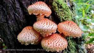 Чешуйчатка чешуйчатовидная (Pholiota squarrosoides)