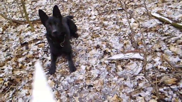 зимой по грибы (фламмулина бархатистоножковая ) смотреть онлайн