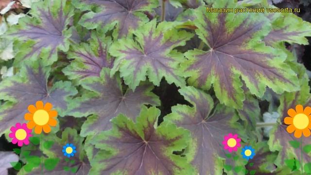 Гейхерелла Арт Нуво. Краткий обзор, описание характеристик, где купить рассада, саженцы смотреть онлайн