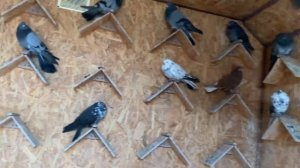 Николаевские голуби. Юго-восток. Крым 11.11.23