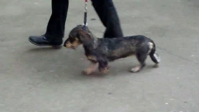 Такса жесткошерстная - щенок смотреть онлайн