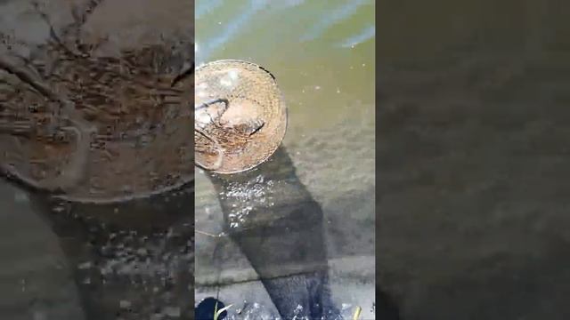 Маленькая щучка смотреть онлайн