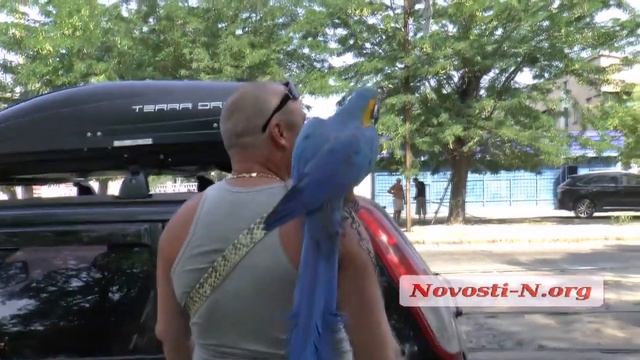 Видео "Novosti-N": в Николаеве ловили попугая смотреть онлайн