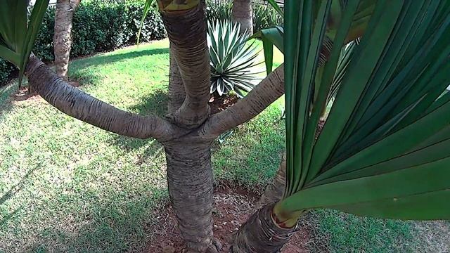 Pandanus Tectorius - Yucca elephantipes смотреть онлайн