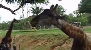 Язык у жирафа видели? Сафари - парк .Тайланд.