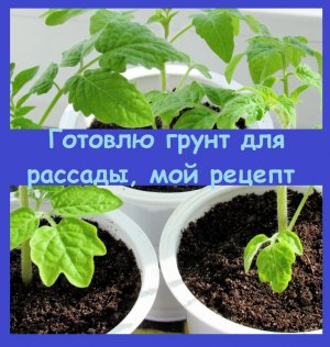 Рецепт грунта для рассады, которым я пользовалась десятки лет,  проверено!!!