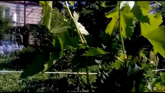 обрезка винограда космос и кардинал 2014 год смотреть онлайн