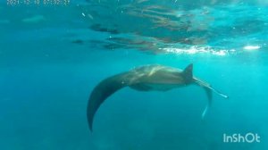 Holidays in December. Date with mantas.mp4