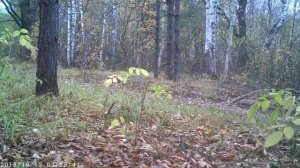 Самец сибирской косули - Съёмка с лесной камеры видеонаблюдения (фотоловушки)