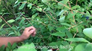 ? Жимолость съедобная МОСКОВСКАЯ ?