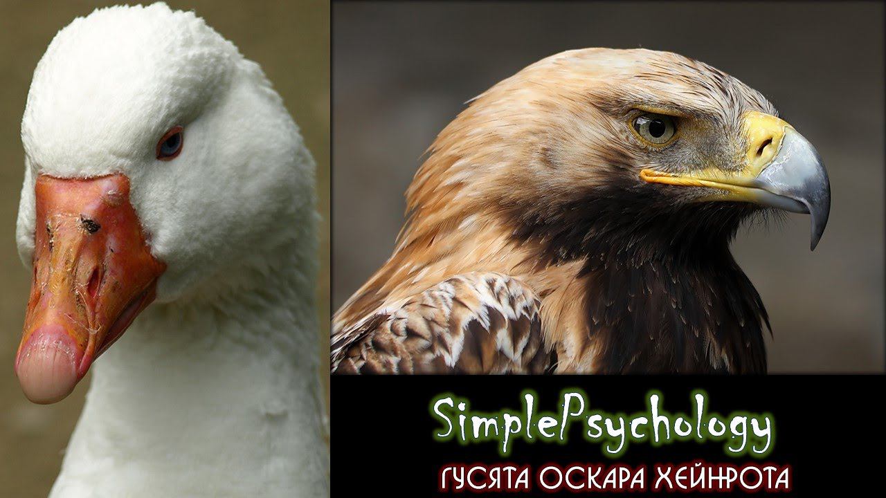 История зоопсихологии. Гусята Оскара Хейнрота.