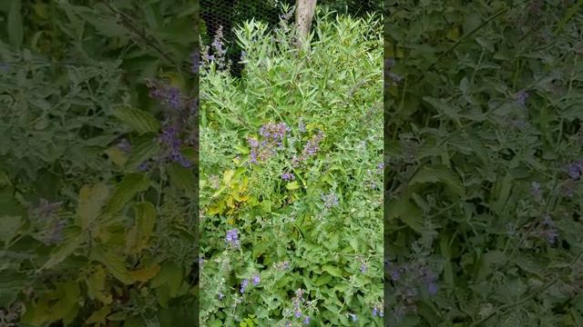 Pollinators on catmint