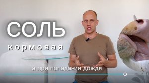 Соль кормовая в молочном животноводстве