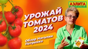 УРОЖАЙ ТОМАТОВ 2024. Обзор наших сортов от Наталии Петренко!