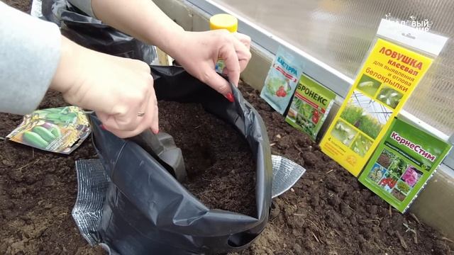 Ранние огурцы сажаем  в мусорные мешки. Новый способ получить ранний урожай зеленцов