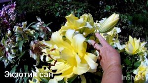 Лилии-гиганты, ОТ- гибриды, мои новинки 22 года: Диаманте, Зеба, Экзотик сан, White ice.