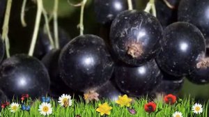 Смородина черная Память Вавилова ? Обзор: посадка и уход. крупномеры: описание и особенности