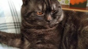 Макс любимчик. Британский кот.Британская Короткошёрстная. Британские котята.Британская Кошка.