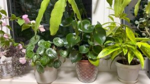 Джунгли в квартире. Обзор моего сада. Часть 3.