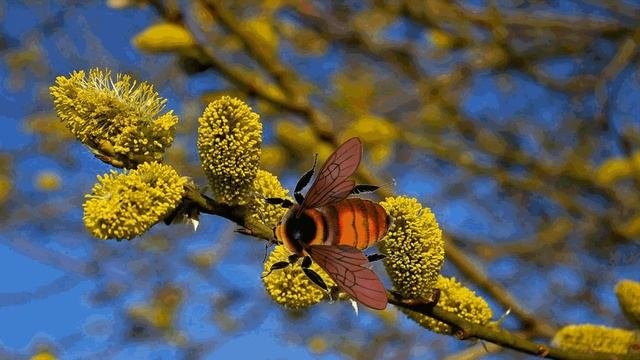 Школьная программа. Ивовый пир. Н. Сладков.
