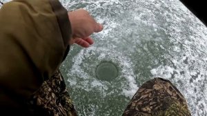 Зимняя рыбалка на речке!  Рыба прёт в первый лед