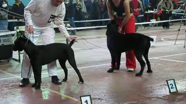 ринг кане-корс(спец) смотреть онлайн