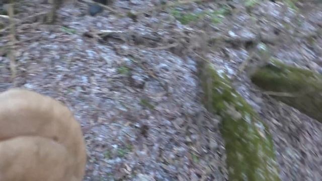 ЗИМОЙ ПО ГРИБЫ С ТЁЩЕЙ С (БАБУШКОЙ) КОРЗИНУ РАЗНЫХ ГРИБОВ НАБРАЛИ. Flammulina бархатистоножковая. смотреть онлайн